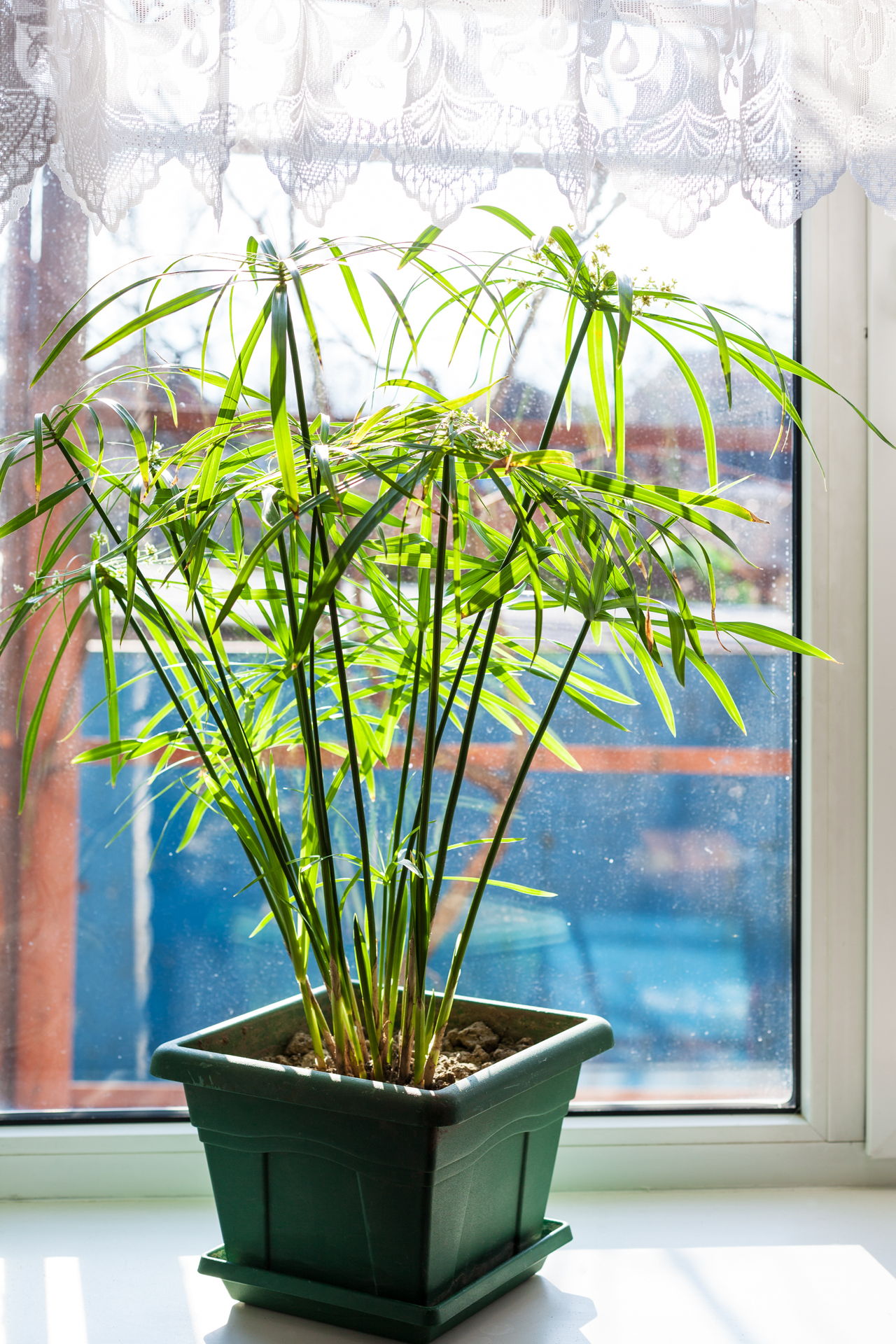 Houseplant