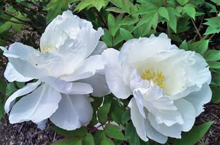 White Gardenia Flowers In The Spring