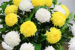White And Yellow Chrysanthemum Flowers
