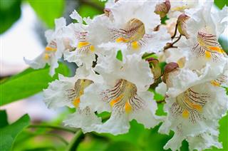 Catalpa tree flowers