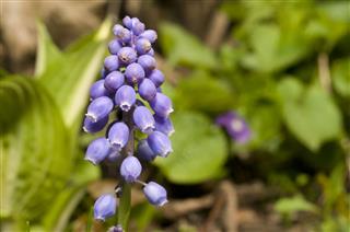 Purple Blossom