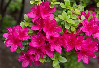 Rhododendron
