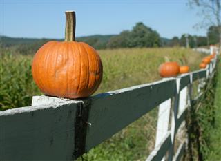 Pumpkins on a fence