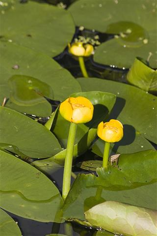 Water Lily
