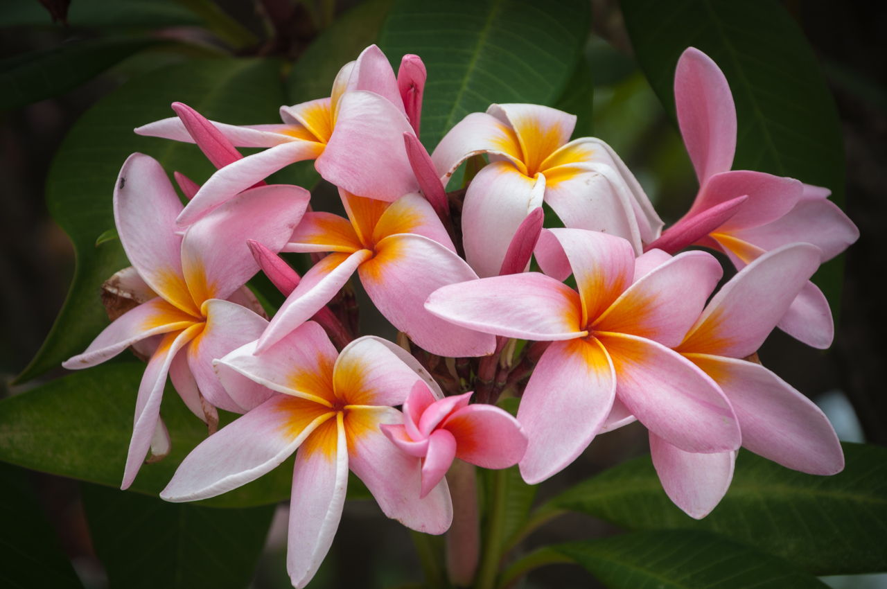 Pink Plumeria On Leaf Frangipani