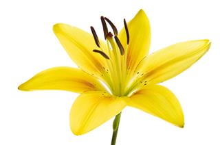 Beautiful Lily