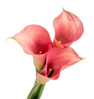 Bunch Of Red Calla Lilies