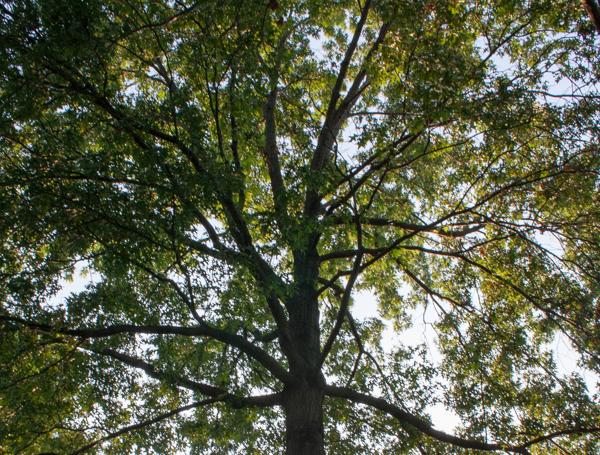 pin oak