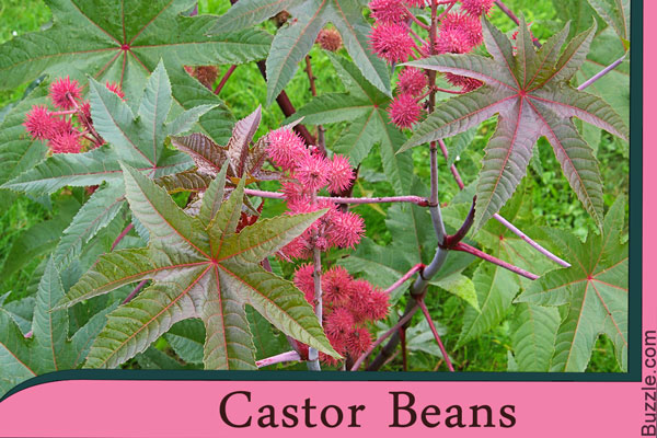 castor beans