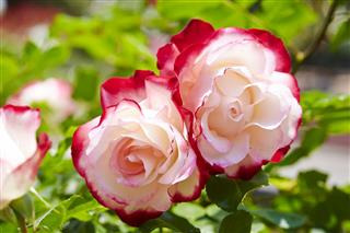 Red White Rose