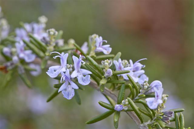 Flowering Rosemary