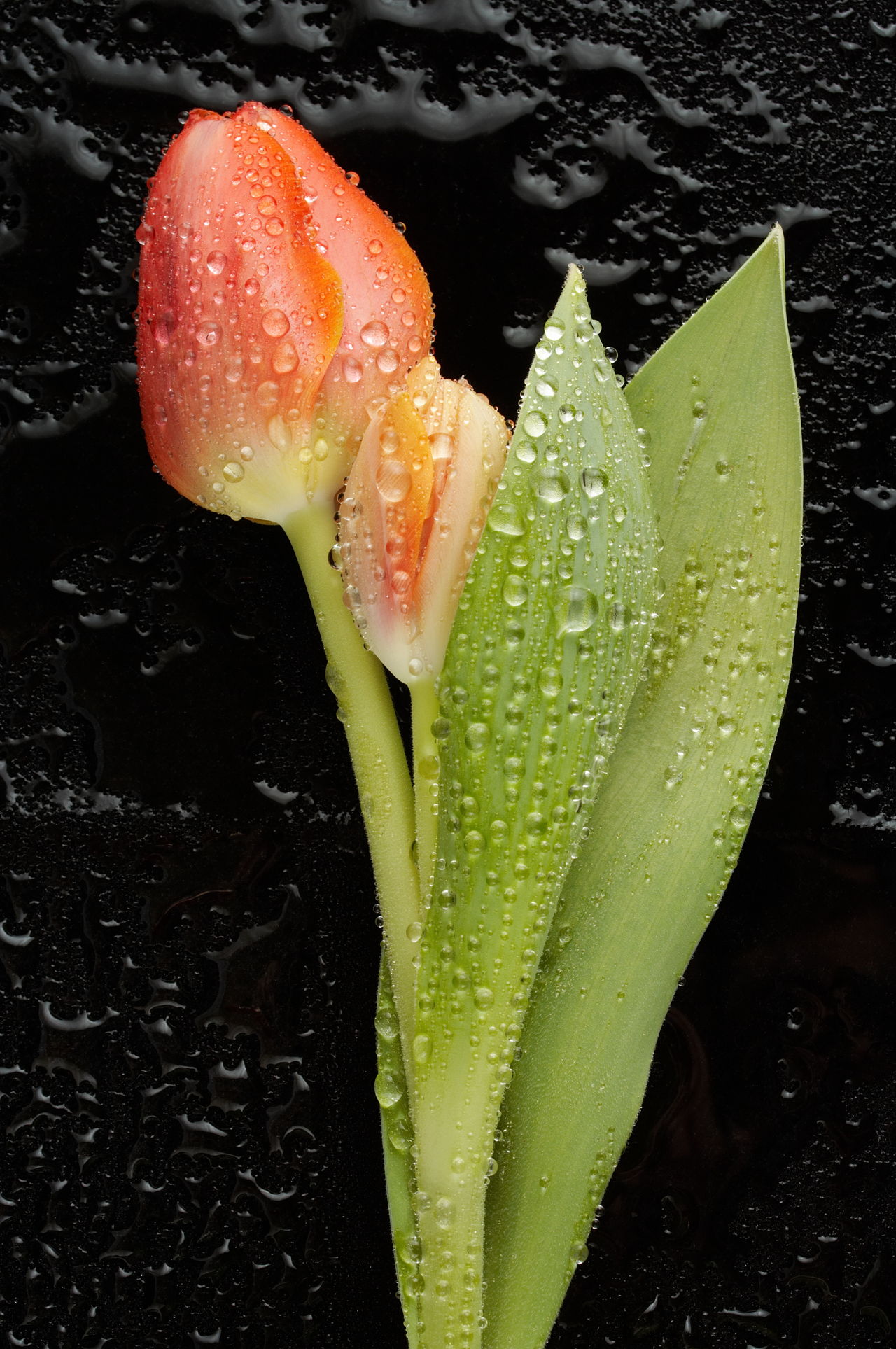 Tulip Flower