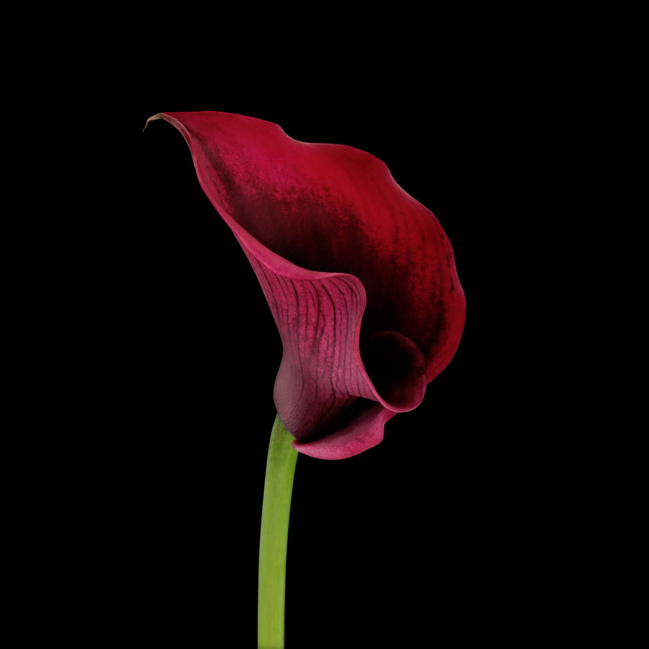 Purple Calla Lily