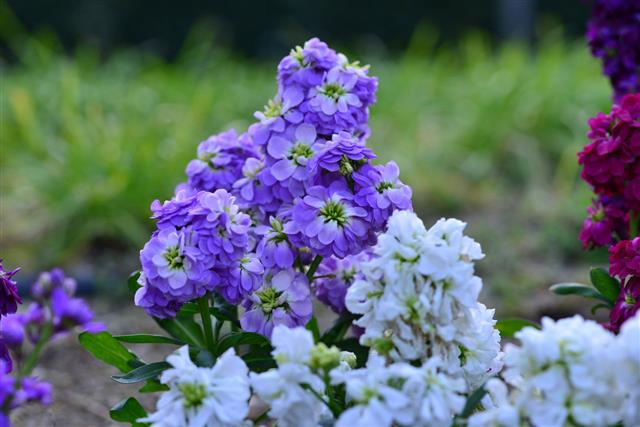 Stock Matthiola Incana