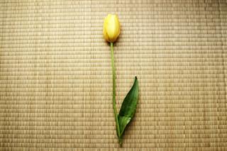 Yellow Tulip On Tatami