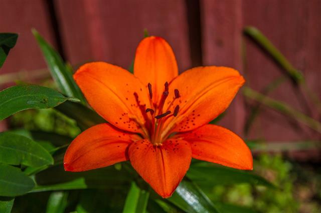 Tiger Lily