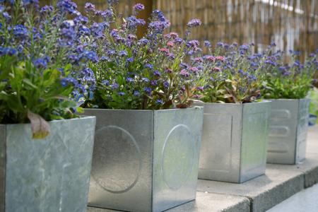 small-plants-in-tin-boxes
