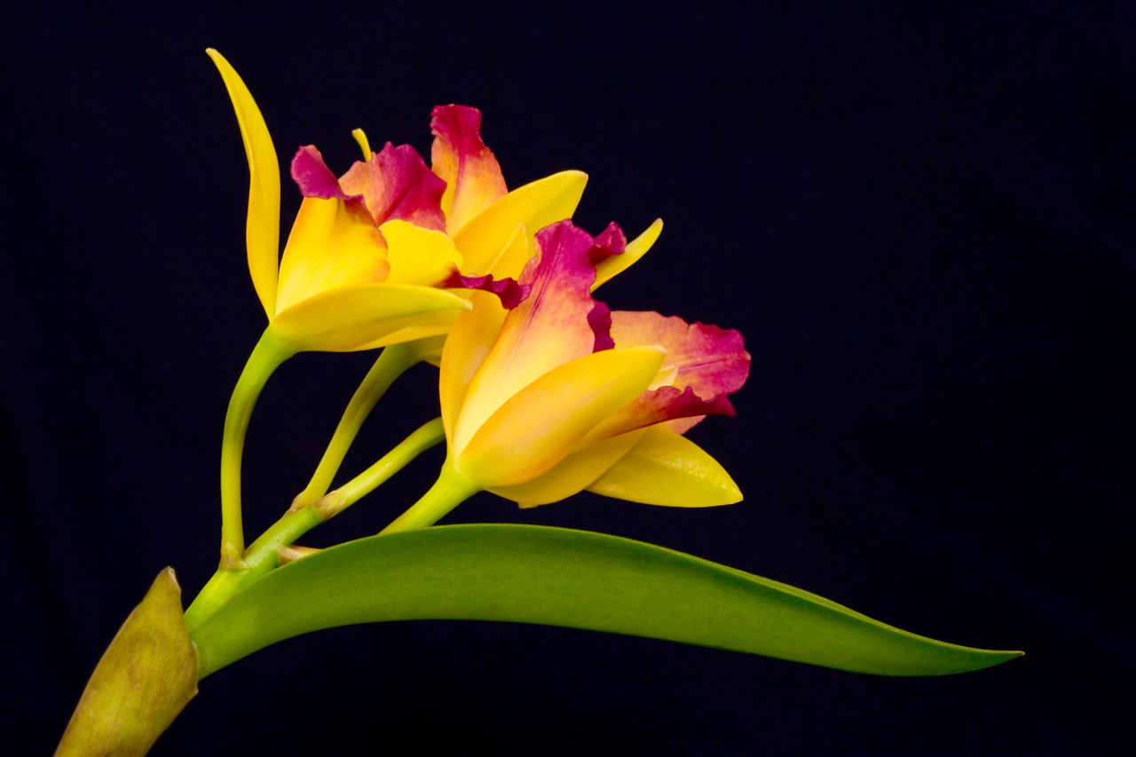 Yellow Orchid