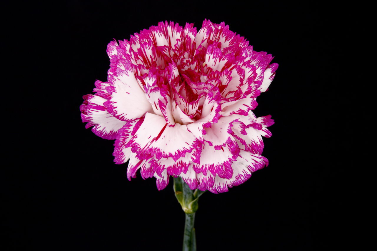 Pink Carnation