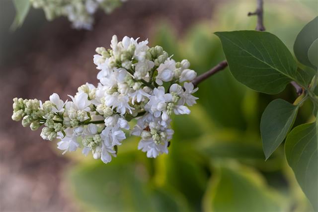 Lilac flowers.