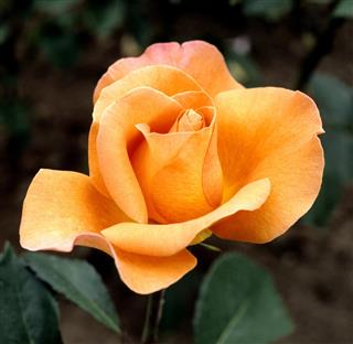English; rose, Tea Time