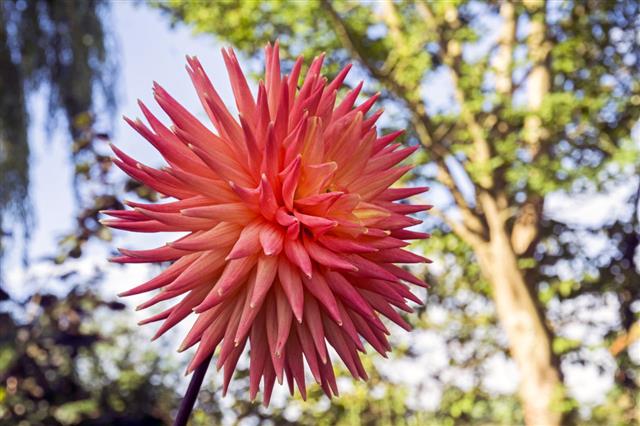 Chrysanthemum