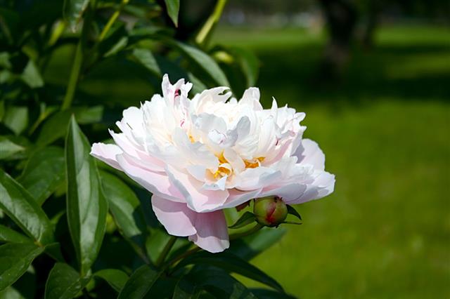 Peony Flower