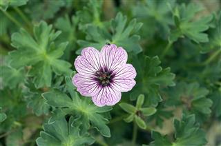 Cranesbill Geranium Cinereum Ballerina