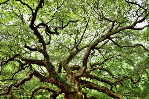 evergreen tress sustainability