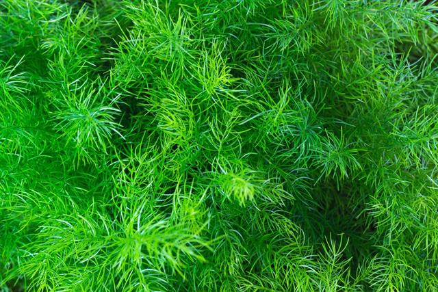 Asparagus Fern leaves