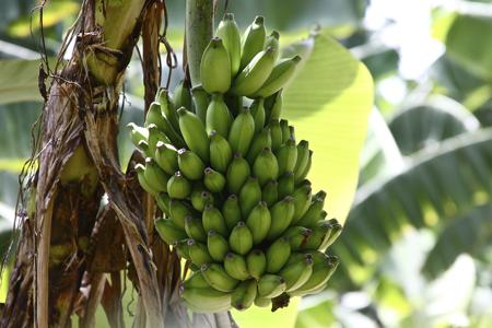 banana fruit
