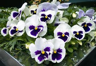 Potted Pansies