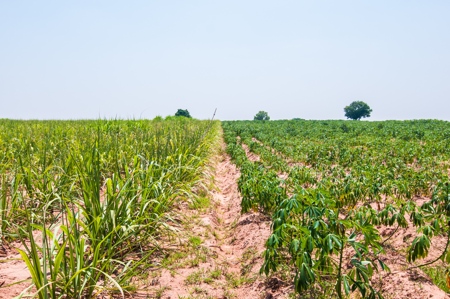 Crop rotation