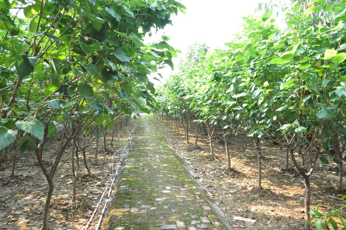Mulberry trees