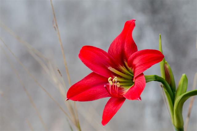 Amaryllis Flower