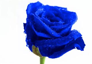 Blue Rose II