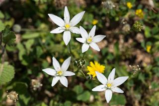 Jasmine
