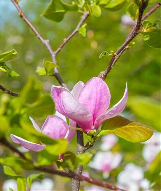 Pink Magnolia Flower Closeup