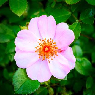Dog Rose