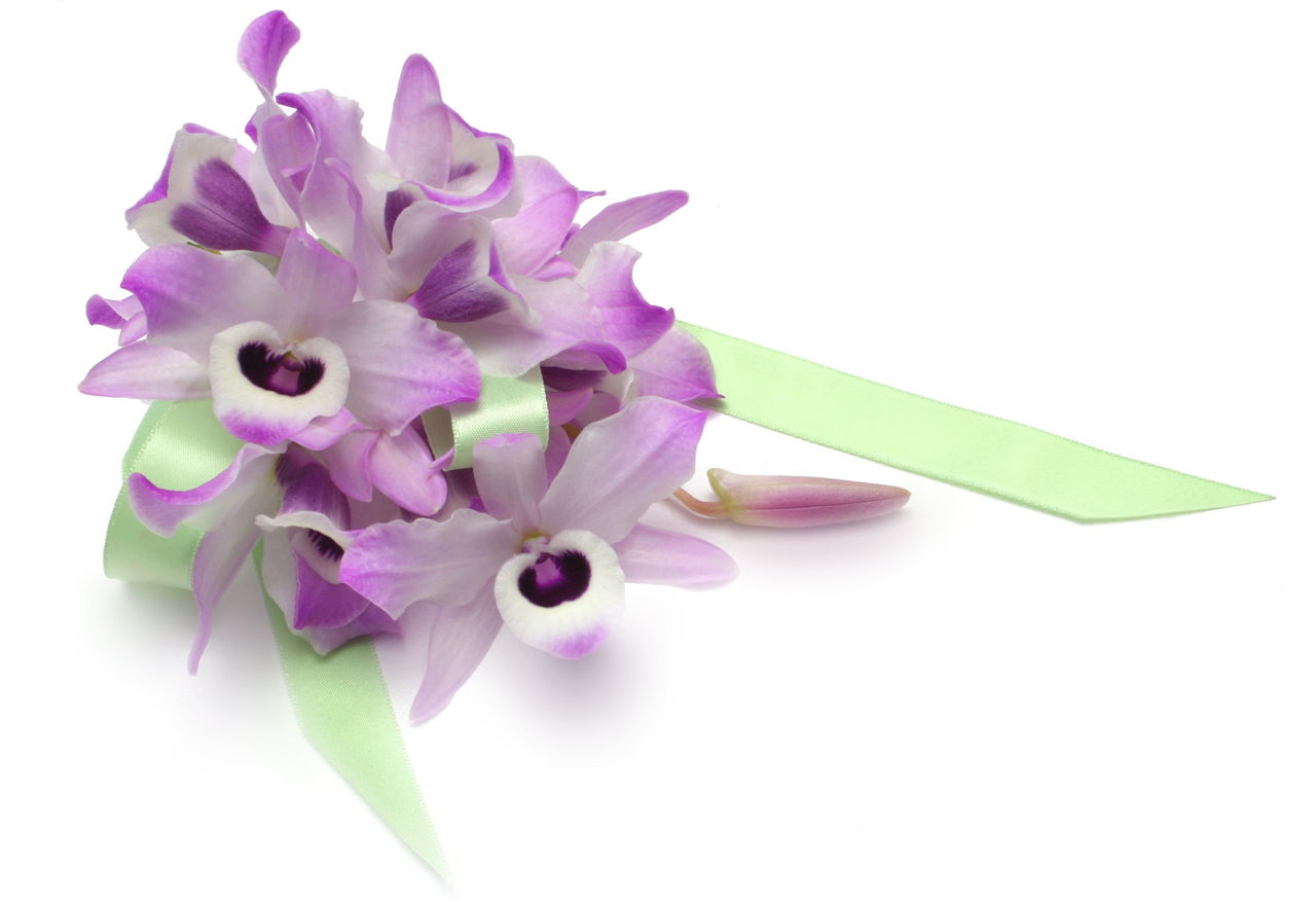 Dendrobium Orchid