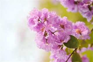 Lagerstroemia Plant Flower Close Up