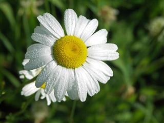 Dew Drop Daisy
