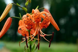 Tiger Lily