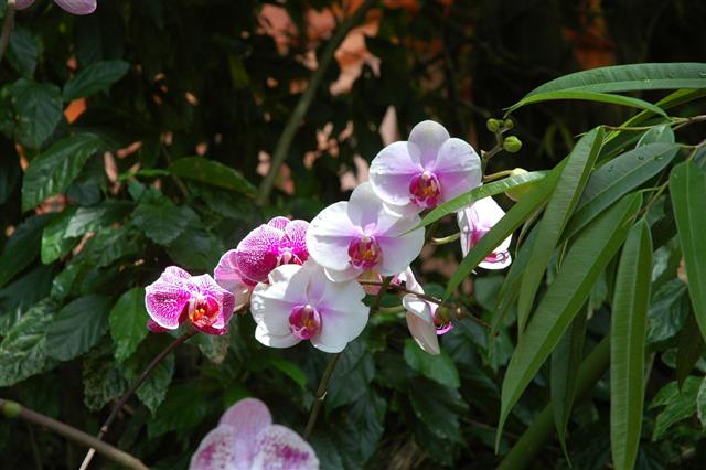 Orchids