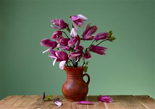 Magnolia In A Ceramic Vase