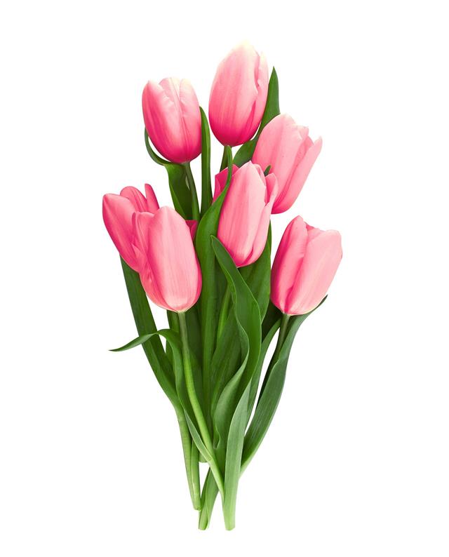 Bouquet Of Pink Tulips