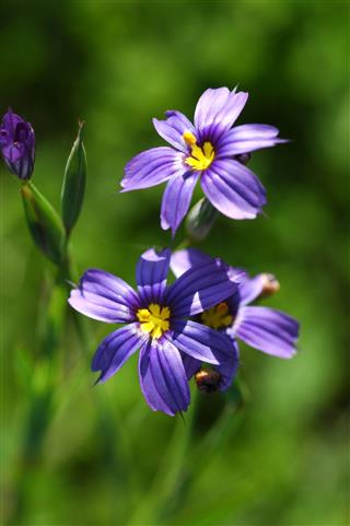 Blue Eyed Grass Flowers
