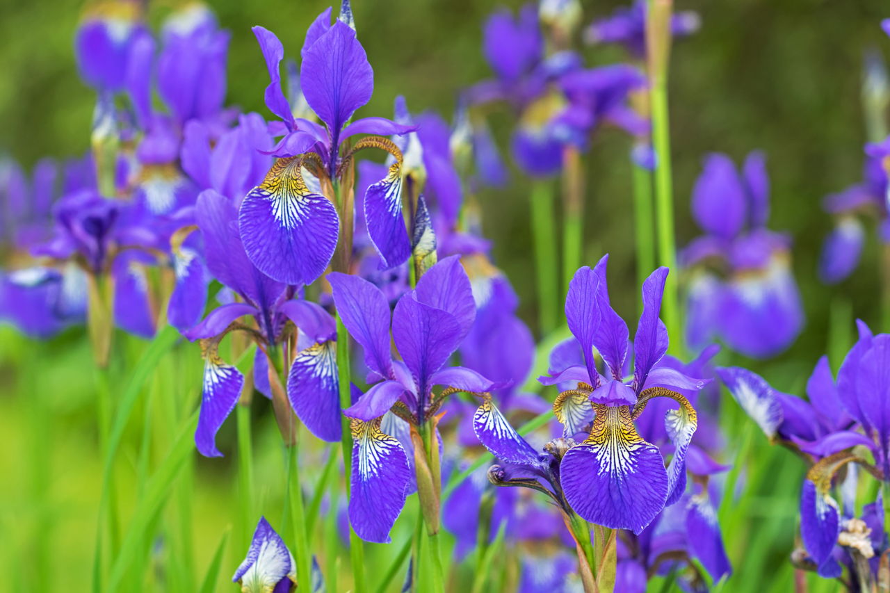 Purple Iris Flower With Yellow Shade