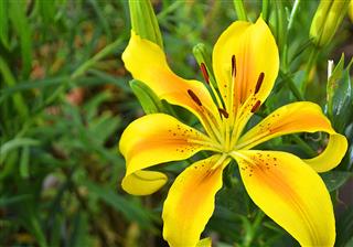 Yellow Lily Flower In The Garden