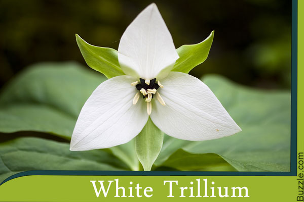 white trillium
